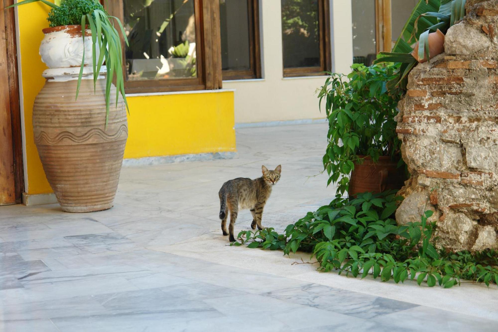 Verdelis Inn Epidaurus Esterno foto